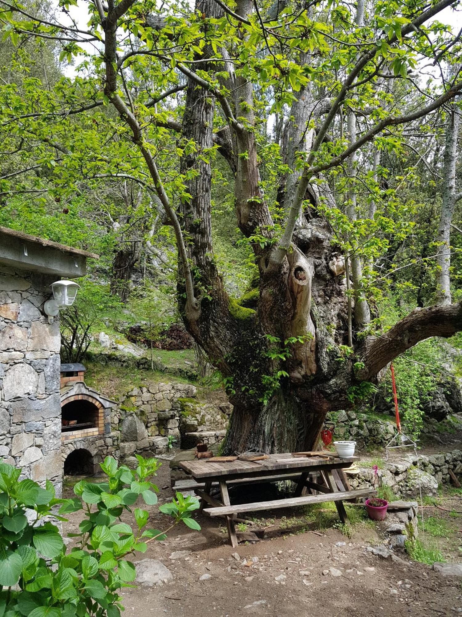 Chambre D'Hote "Chez Antoinette Et Charles" Santo-Pietro-di-Venaco Bagian luar foto